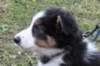 ilovejazz10weeksold3_small.jpg