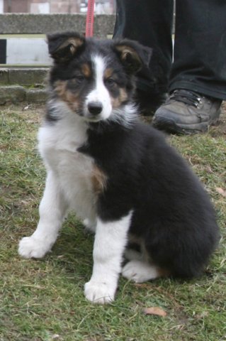 ilovejazz10weeksold4.jpg