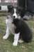 ilovejazz10weeksold4_small.jpg