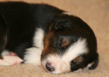 ilovejazz19daysold2.jpg