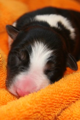 ilovejazz1dayold2.jpg