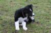 ilovejazz7weeksold6_small.jpg