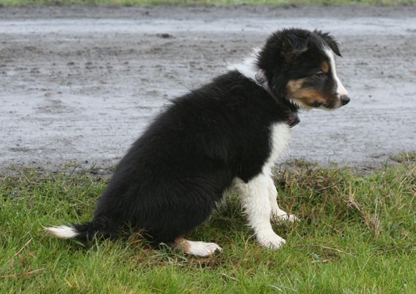 ilovejazz8weeksold2.jpg