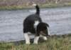 ilovejazz8weeksold6_small.jpg