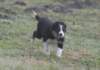 ilovejazz8weeksold7_small.jpg