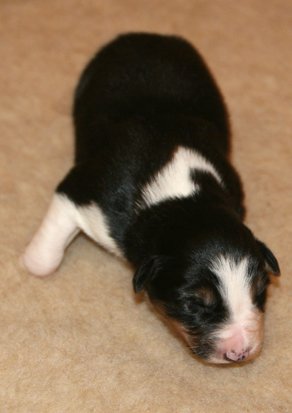 ilovejazz9daysold2.jpg
