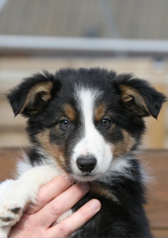 ilovejazz9weeksold2.jpg