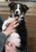 ilovejazz9weeksold4_small.jpg