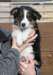 ilovejazz9weeksold6_small.jpg