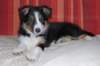 ilovejazz9weeksold8_small.jpg