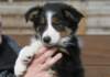 ilovejazz9weeksold_small.jpg