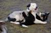 jazz10weeksoldsky3monthsold_small.jpg