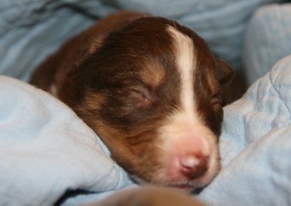 ilovelola14daysold3.jpg
