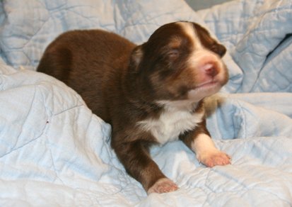 ilovelola14daysold6.jpg