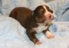 ilovelola14daysold6_small.jpg