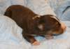 ilovelola14daysold7_small.jpg