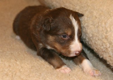 ilovelola19daysold4.jpg