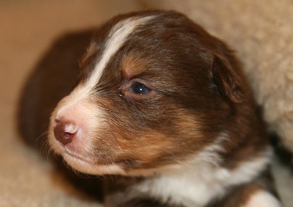 ilovelola19daysold7.jpg