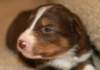 ilovelola19daysold7_small.jpg