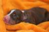 ilovelola1dayold2_small.jpg