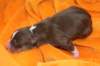 ilovelola1dayold7_small.jpg
