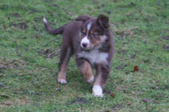 ilovelola7weeksold.jpg