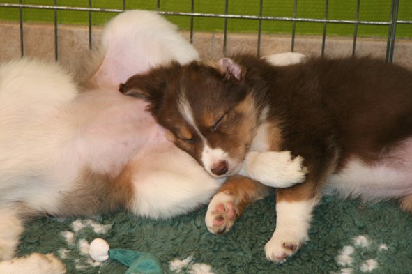 ilovelola8weeksold.jpg