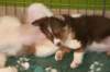 ilovelola8weeksold_small.jpg