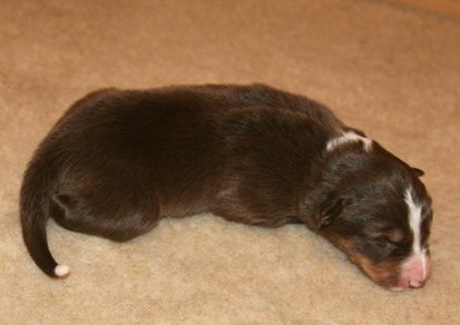 ilovelola9daysold.jpg