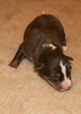 ilovelola9daysold3.jpg