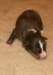 ilovelola9daysold3_small.jpg