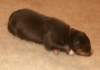 ilovelola9daysold4_small.jpg