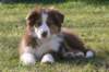 iloveluke11weeksold5_small.jpg
