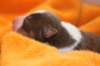 iloveluke1dayold2_small.jpg