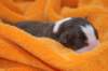 iloveluke1dayold3_small.jpg