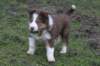 iloveluke7weeksold_small.jpg