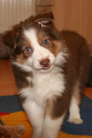 luke8weeksold2.jpg
