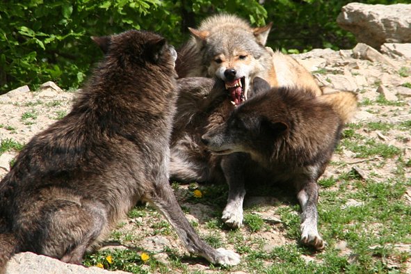 wolves.jpg