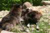 wolves_small.jpg