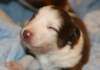 ilovelula14daysold5_small.jpg