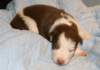 ilovelula14daysold_small.jpg