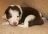 ilovelula19daysold2_small.jpg
