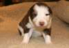 ilovelula19daysold5_small.jpg