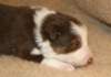 ilovelula19daysold6_small.jpg
