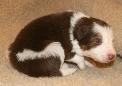 ilovelula19daysold7.jpg