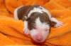 ilovelula1dayold2_small.jpg