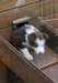 ilovelula42daysold_small.jpg