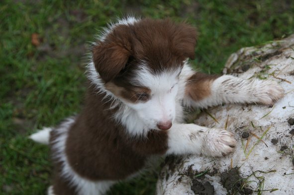 ilovelula7weeksold2.jpg