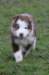 ilovelula7weeksold3_small.jpg