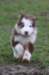 ilovelula7weeksold_small.jpg